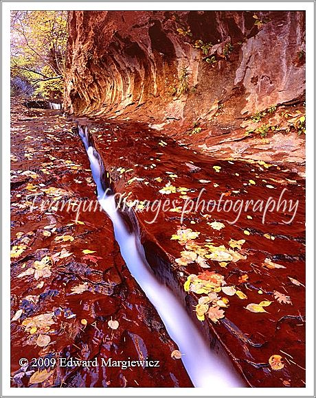 450615   Fluid of Life Along the Left Fork of the North Creek